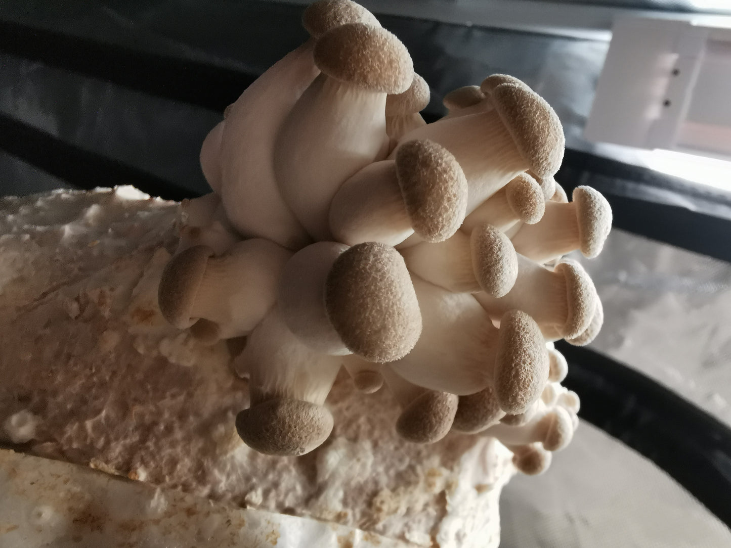 Liquid Mycelium Culture