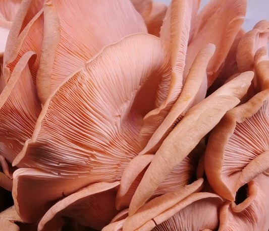 Pink Oyster Mushrooms