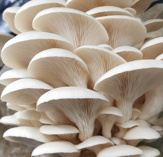 Elm Oyster Mushrooms
